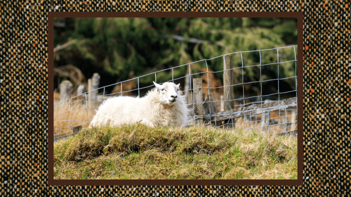 blog banner-mulch (2) Cheviot Wool Bedding Products 1
