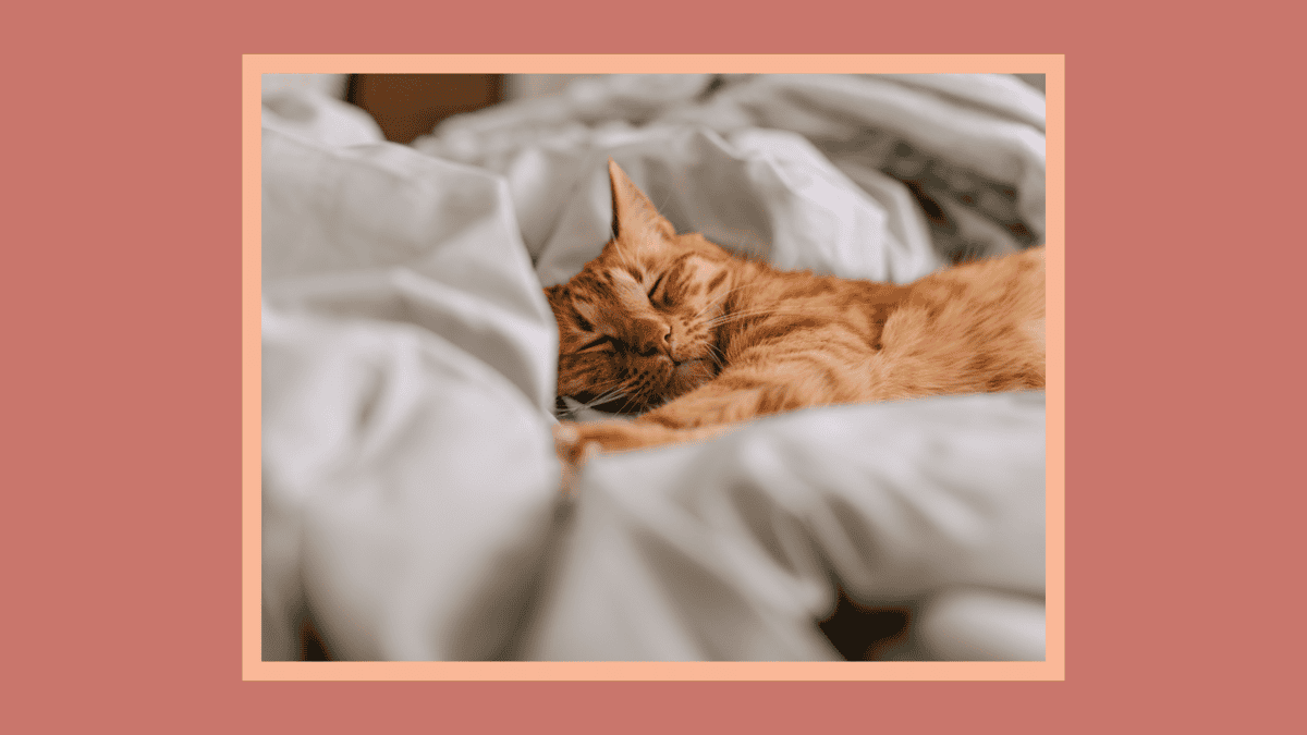 The Stages of Sleep 1