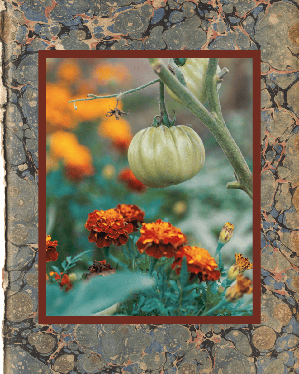 Companion Planting 1