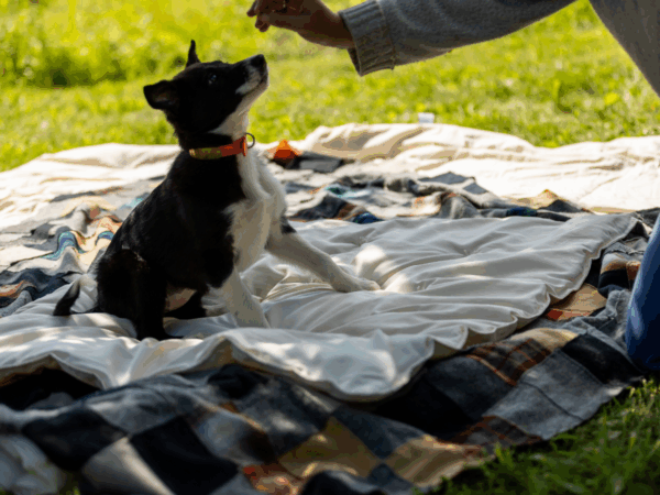 Lap Comforter - Image 2