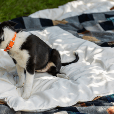 Lap Comforter