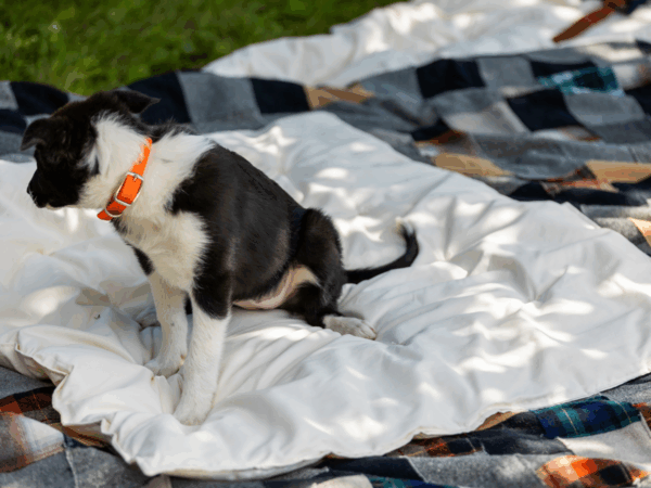 Lap Comforter